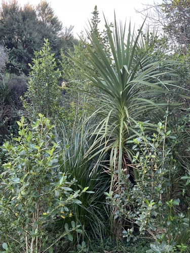 Gahnia xanthocarpa, photograph 3