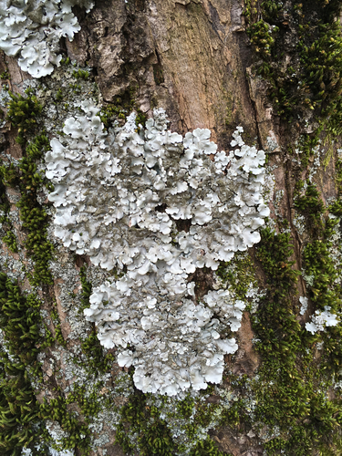Linden shield lichen (Parmelina tiliacea)
