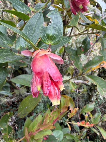 Cavendishia bracteata observed 2026-09-10
