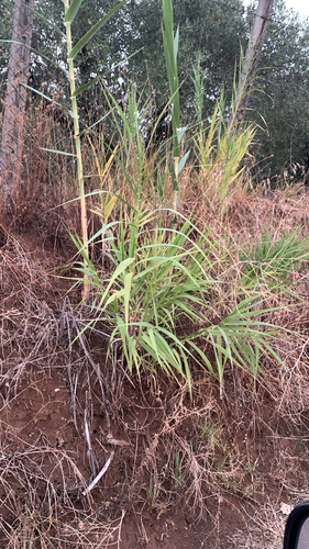 giant reed