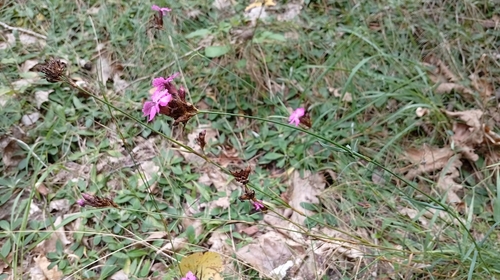 Carthusian Pink
