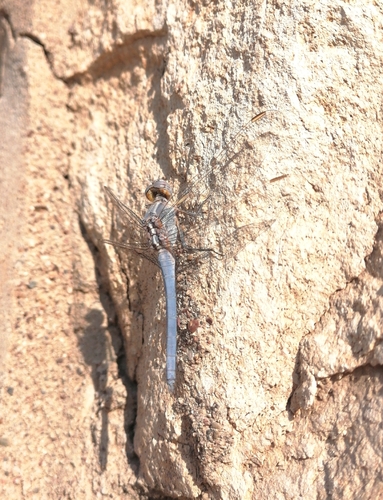 Little skimmer
