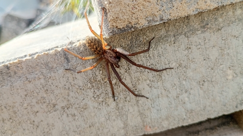 Giant House Spider