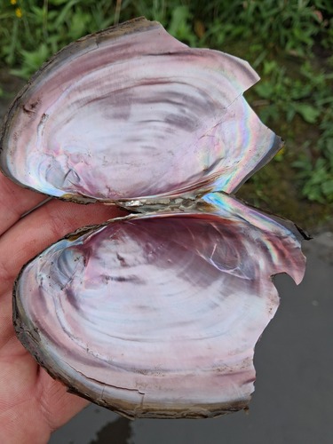 Pink Papershell