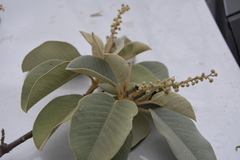 Croton elegans