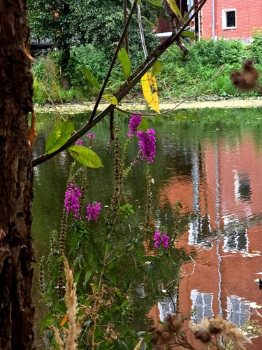 purple loosestrife