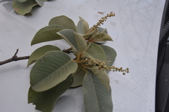 Croton elegans