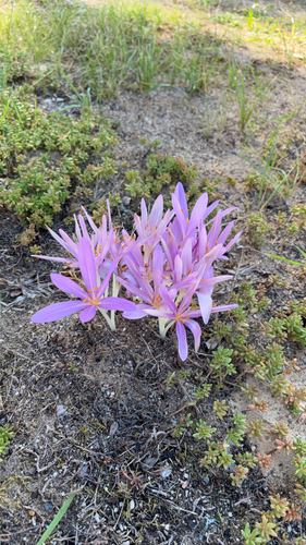 Autumn Crocus