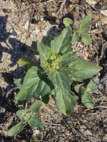 Chenopodiastrum murale, photograph 4