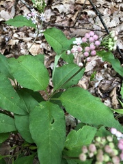 Asclepias quadrifolia