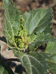 Chenopodiastrum murale, photograph (c) Aubin NORMAND, some rights reserved (CC BY)