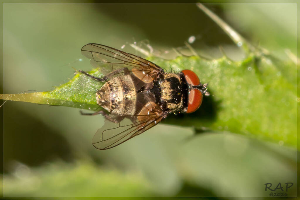 Strongygaster brasiliensis