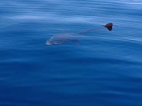Common Mola