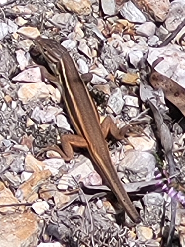 Large Psammodromus