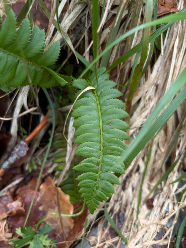 northern holly fern