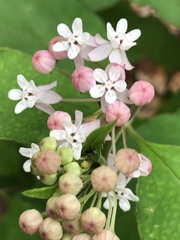 Asclepias quadrifolia
