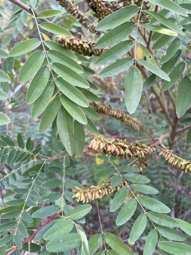 false indigo bush