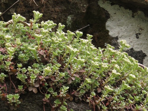 Sedum ternatum