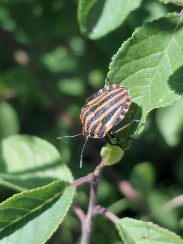 European Striped Shield Bug