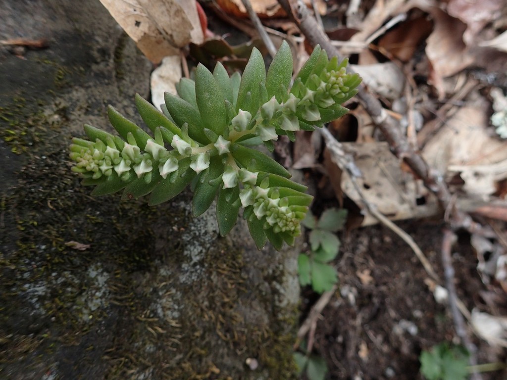 Sedum ternatum, Roan Mountain area