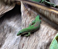 Phelsuma comorensis
