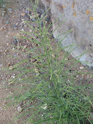 field horsetail