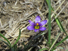 Sisyrinchium scabrum