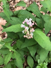 Asclepias quadrifolia