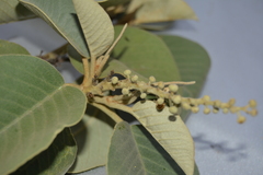 Croton elegans