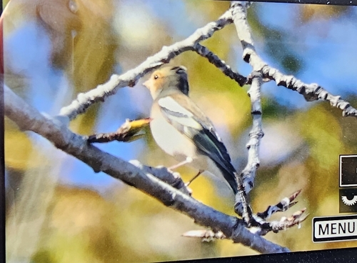 Common Chaffinch