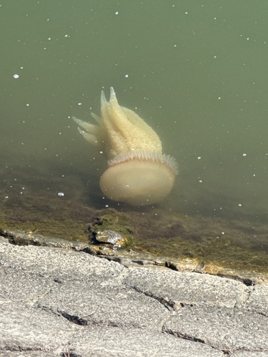Jelly Blubber