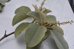 Croton elegans