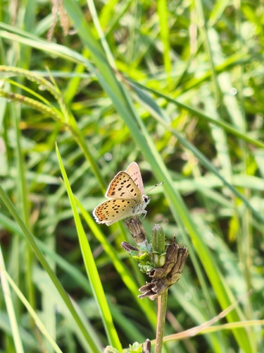Sooty Copper
