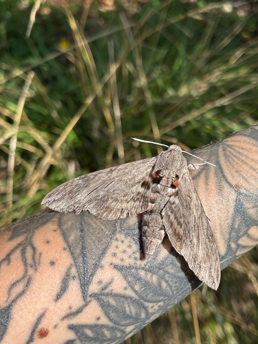 Convolvulus Hawkmoth