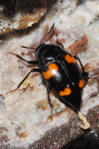 Orange-spotted Scaphidium, photo 7 of 10
