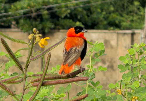Northern Red Bishop