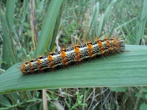 Marsh Dagger