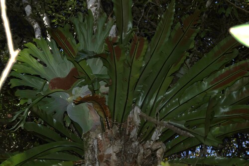 Platycerium superbum