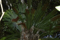 Platycerium superbum