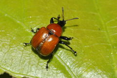 Attelabus nitens