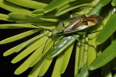 Actinonotus pulcher