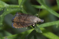 Dichrorampha plumbana