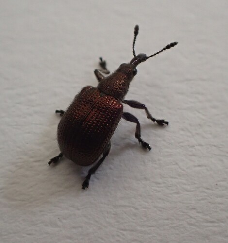 Involvulus cupreus