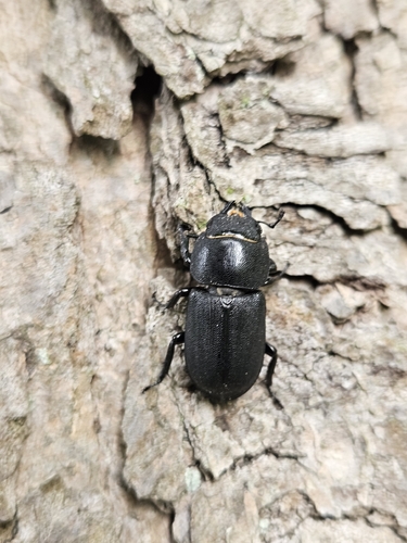 Lesser Stag Beetle