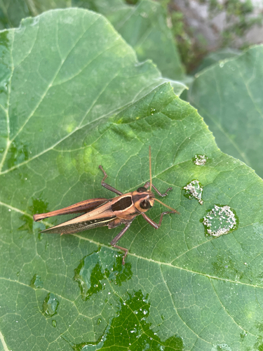 Lamenting Grasshopper