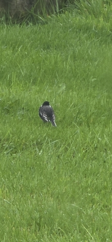 White Wagtail