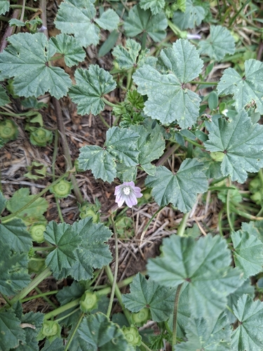 dwarf mallow