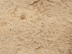 Cataglyphis adenensis