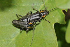 Cantharis obscura