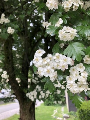 Crataegus